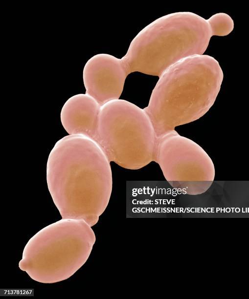 yeast cells, sem - prokaryote stock illustrations