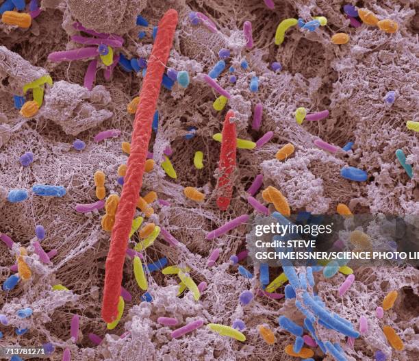 oral bacteria, sem - virus cultures stock illustrations