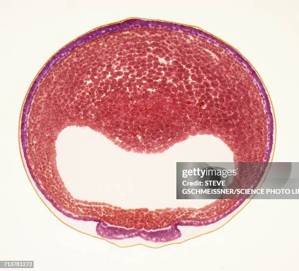 developing frog egg, lm - light micrograph stock illustrations