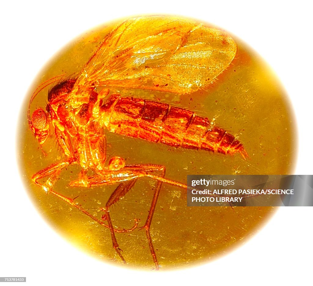 Fungus gnat in amber, macrophotograph