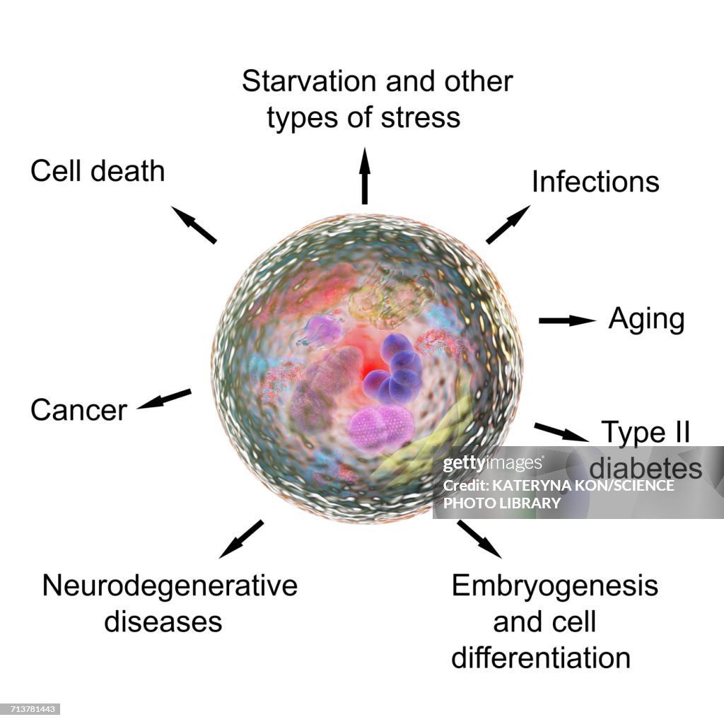 Functions of autophagy, illustration