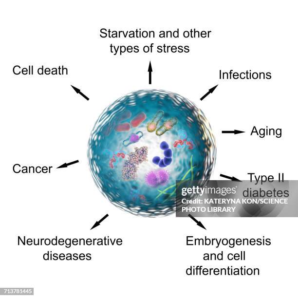 functions of autophagy, illustration - lysosome stock illustrations