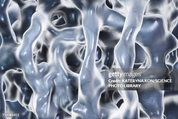 spongy bone, illustration - spicule stock illustrations