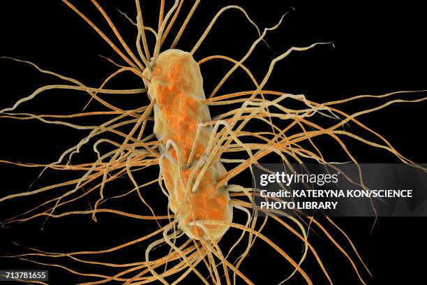 ilustrações, clipart, desenhos animados e ícones de escherichia coli bacteria, illustration - sistema digestivo animal