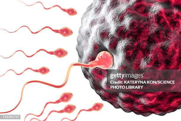 fertilisation of human egg, illustration - human sperm and ovum stock illustrations