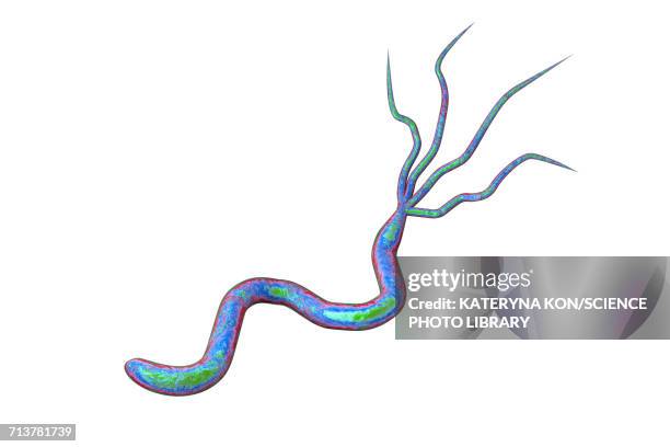 helicobacter pylori bacterium, illustration - gastric ulcer stock-grafiken, -clipart, -cartoons und -symbole