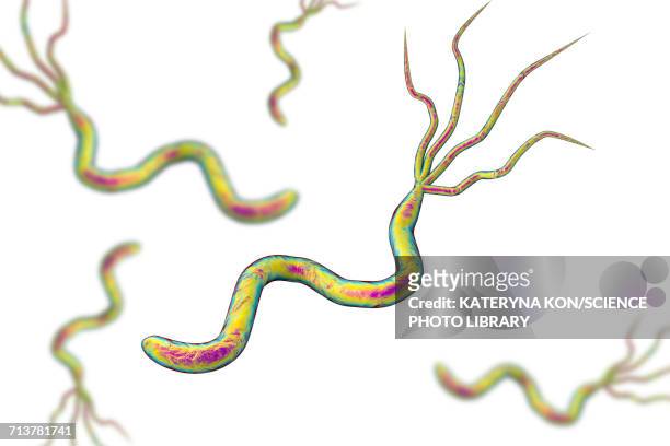 ilustraciones, imágenes clip art, dibujos animados e iconos de stock de helicobacter pylori bacteria, illustration - gastric ulcer