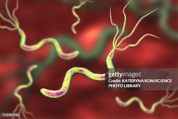 helicobacter pylori bacteria, illustration - gastric ulcer stock illustrations