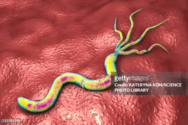 helicobacter pylori bacterium, illustration - gastric ulcer stock-grafiken, -clipart, -cartoons und -symbole