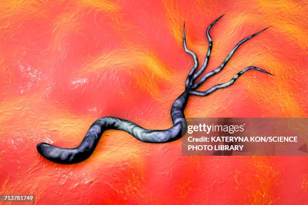 illustrations, cliparts, dessins animés et icônes de helicobacter pylori bacterium, illustration - gastric ulcer