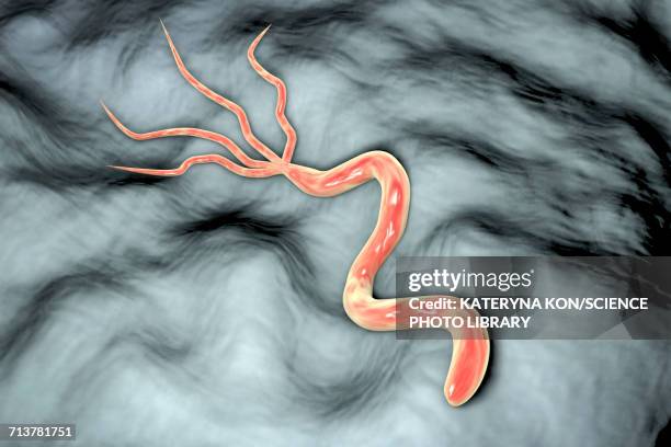 ilustraciones, imágenes clip art, dibujos animados e iconos de stock de helicobacter pylori bacterium, illustration - gastric ulcer