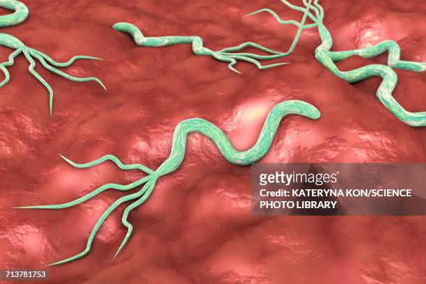 helicobacter pylori bacteria, illustration - gastric ulcer stock-grafiken, -clipart, -cartoons und -symbole