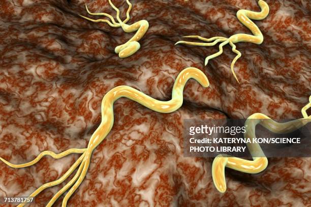 ilustraciones, imágenes clip art, dibujos animados e iconos de stock de helicobacter pylori bacteria, illustration - stomach ulcer