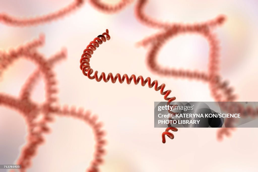 Leptospira bacteria, illustration