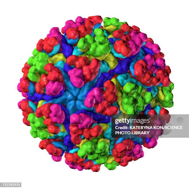 Maysaro Mayaro Virus Illustration High-Res Vector Graphic - Getty Images
