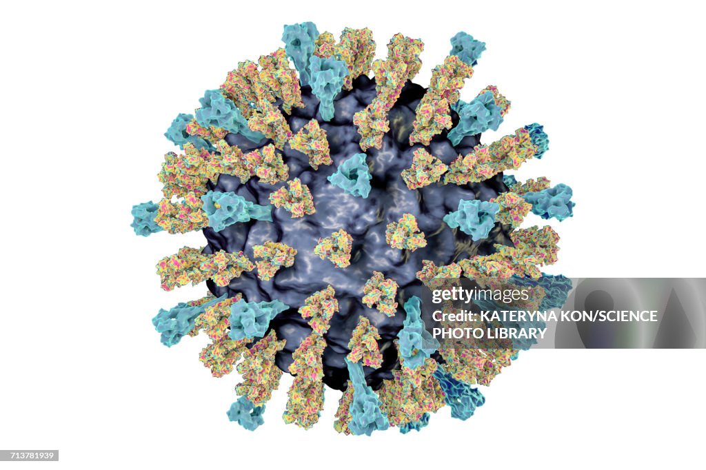 Measles virus, illustration