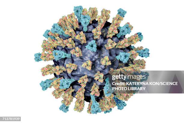 measles virus, illustration - measles stock illustrations