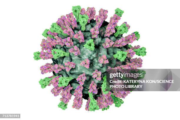 measles virus, illustration - paramyxoviridae stock illustrations