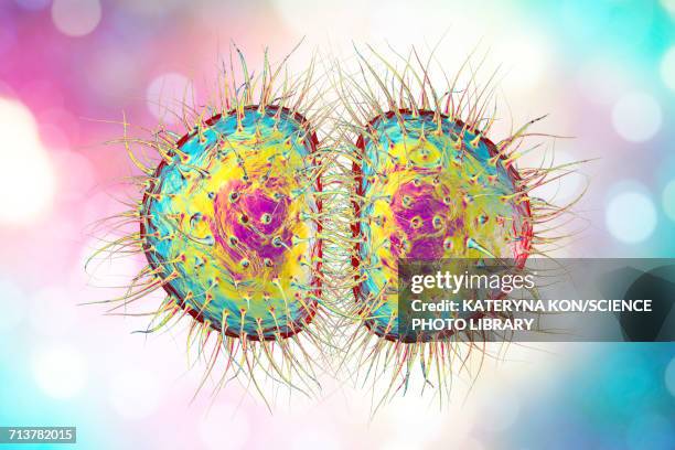 stockillustraties, clipart, cartoons en iconen met neisseria gonorrhoeae bacteria, illustration - neisseria gonorrhoeae