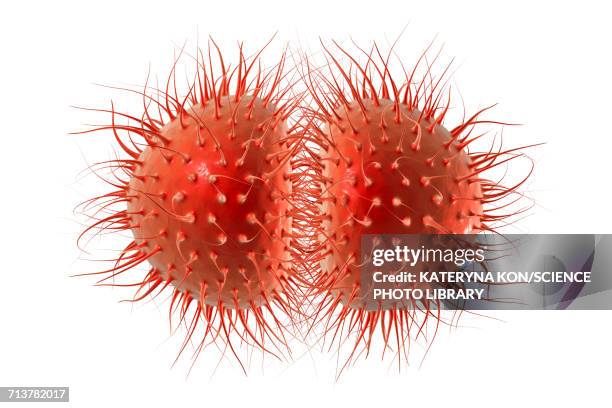 ilustraciones, imágenes clip art, dibujos animados e iconos de stock de meningitis bacteria, illustration - grupo mediano de objetos