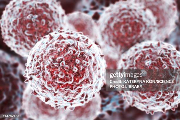 stem cells, illustration - anatomical model stock illustrations