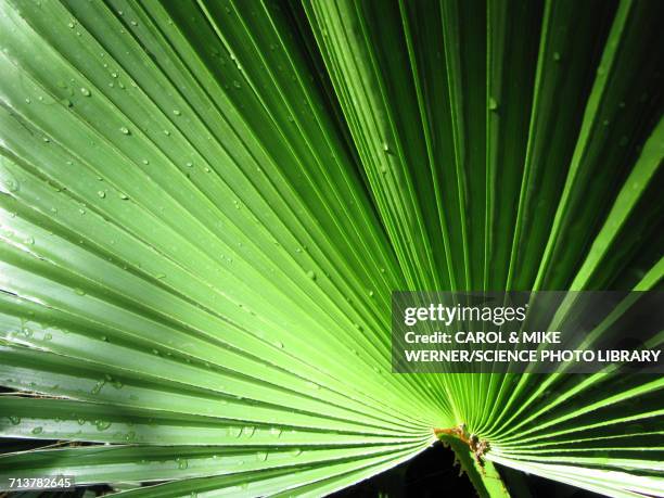 mexican fan palm washingtonia robusta - fan palm tree stock-fotos und bilder