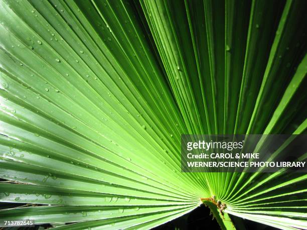 mexican fan palm washingtonia robusta - ワシントンヤシ属 ストックフォトと画像
