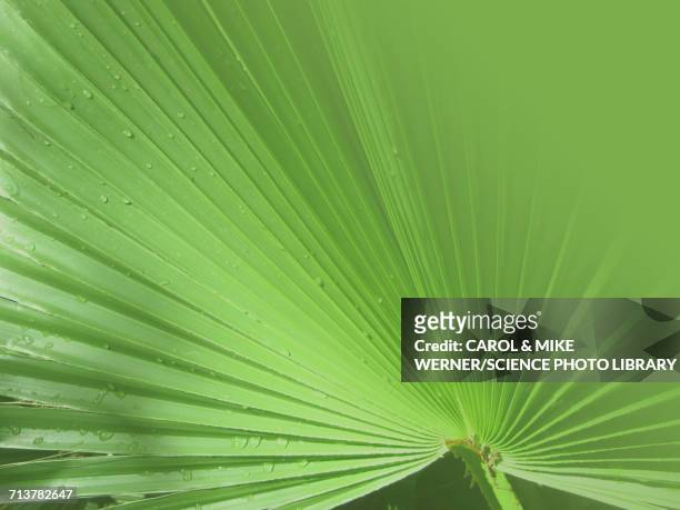 mexican fan palm washingtonia robusta - washingtonia stock pictures, royalty-free photos & images