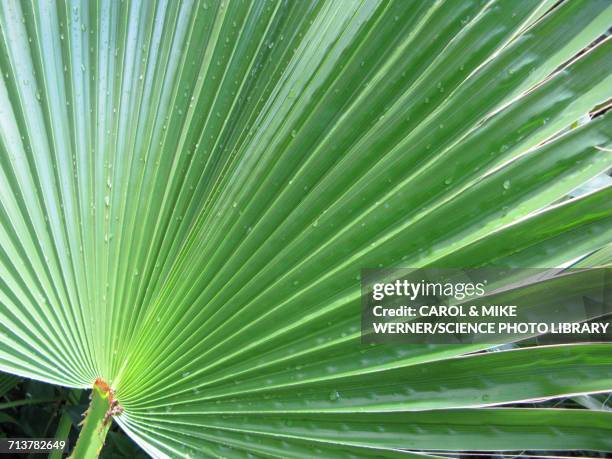 mexican fan palm washingtonia robusta - ワシントンヤシ属 ストックフォトと画像