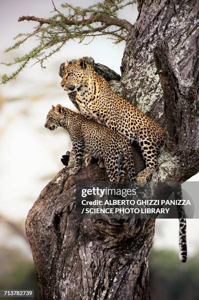 leopard with cub - serengeti nationalpark stock-fotos und bilder