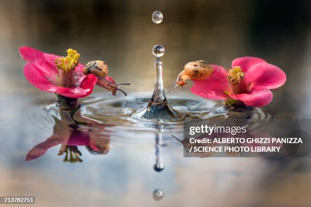 two small snails - pond snail 個照片及圖片檔