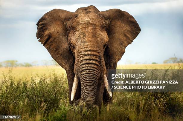african elephant - elephant face stock-fotos und bilder