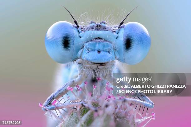 damselfly with blue eyes - animal oddity stock pictures, royalty-free photos & images