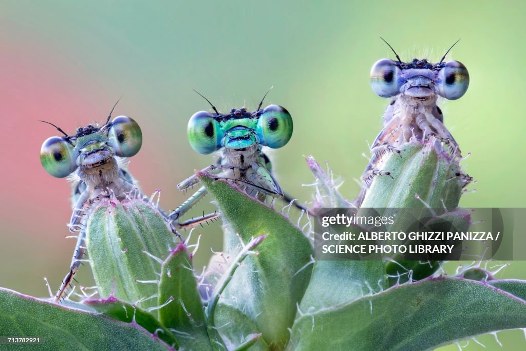 Three damselflies on wild plant