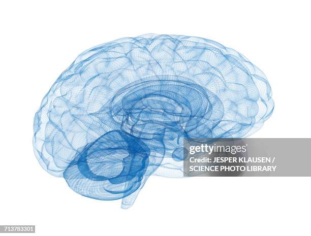 human brain connections - human brain white background stock illustrations