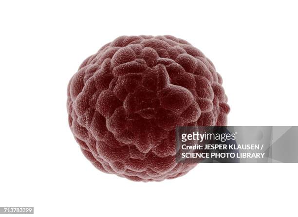 6,688 Tumor Cell Photos and Premium High Res Pictures - Getty Images