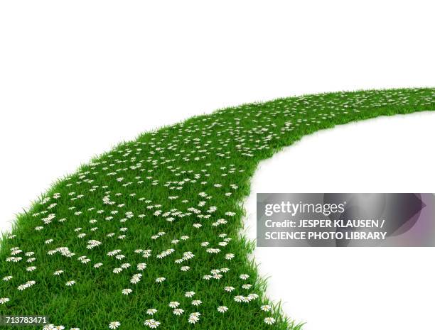 green grass with white flowers - footpath stock-grafiken, -clipart, -cartoons und -symbole