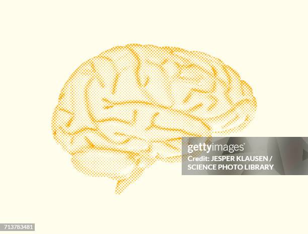 human brain - human brain illustration stock illustrations