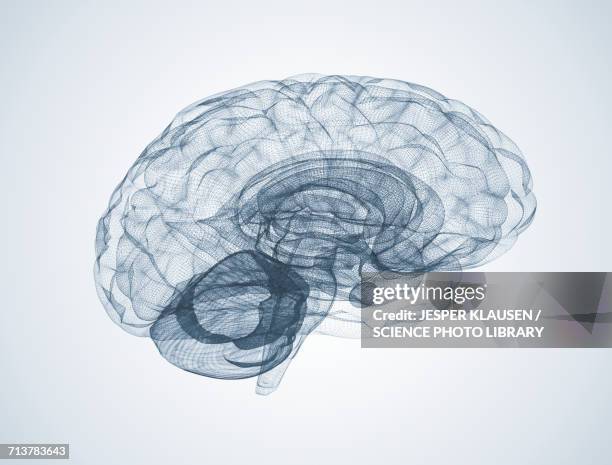 human brain - human nervous system 幅插畫檔、美工圖案、卡通及圖標