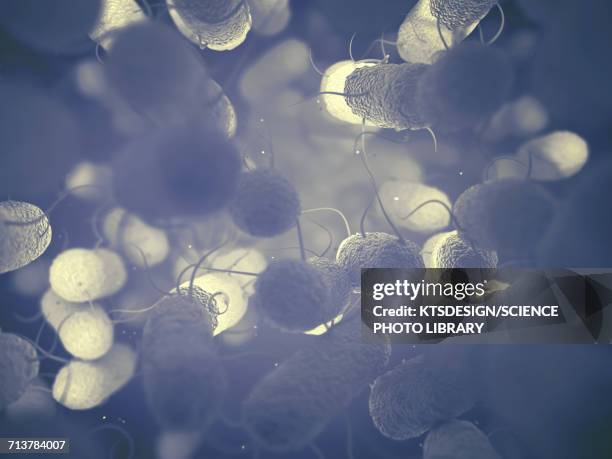 enterobacteriaceae - enterobacteria stock illustrations