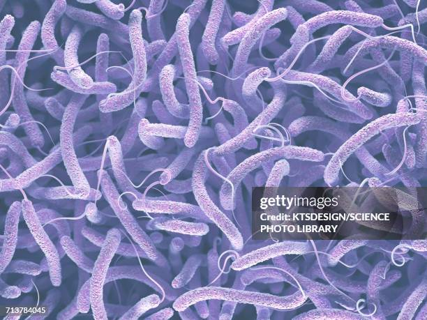 ilustrações, clipart, desenhos animados e ícones de vibrio cholerae and flagella - cholera