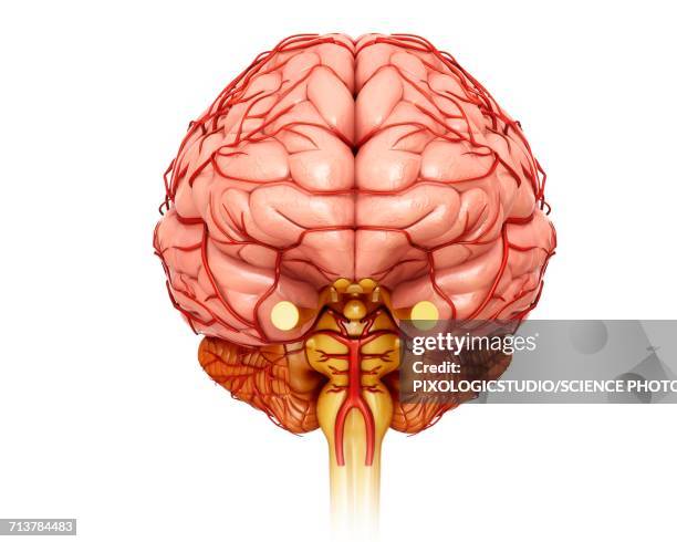 brain arteries, illustration - vascular plants stock illustrations