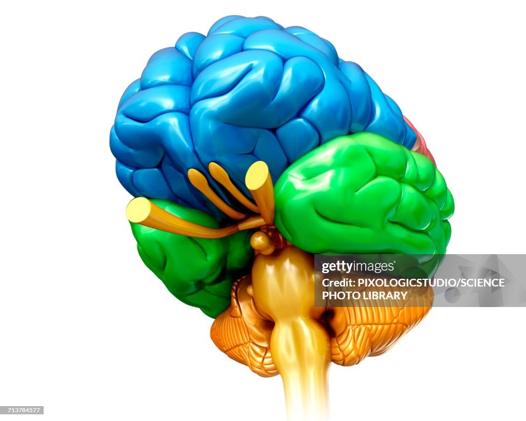 Brain Region Rendering Human Brain Regions Illustration High-Res Vector Graphic - Getty Images