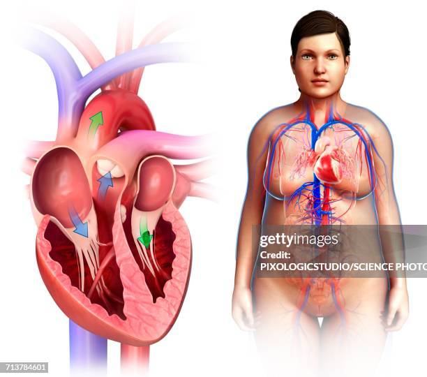 female heart valves and anatomy, illustration - anatomical valve stock illustrations