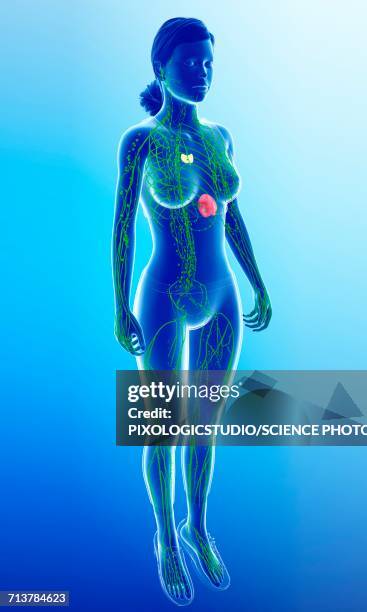 female lymphatic system, illustration - thymusdrüse stock-grafiken, -clipart, -cartoons und -symbole