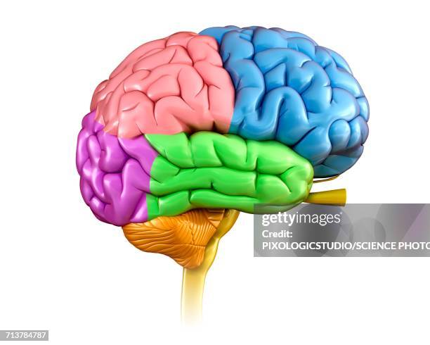 human brain regions, illustration - lobe stock illustrations