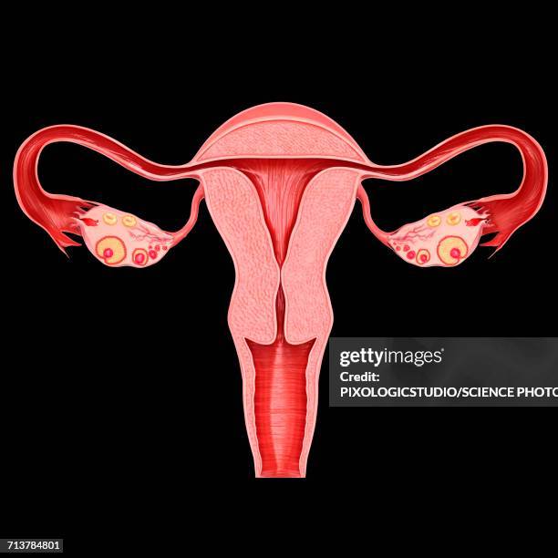 bildbanksillustrationer, clip art samt tecknat material och ikoner med female reproductive system, illustration - äggledare