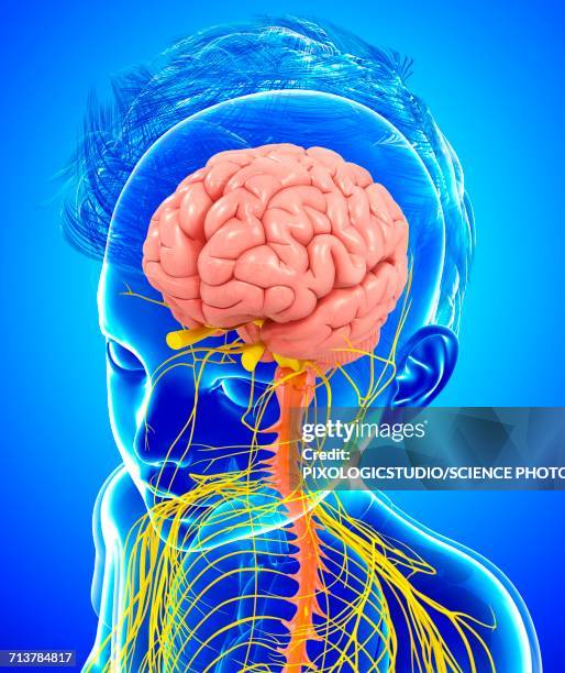childs brain and nervous system, illustration - human-brain-top-view stock illustrations