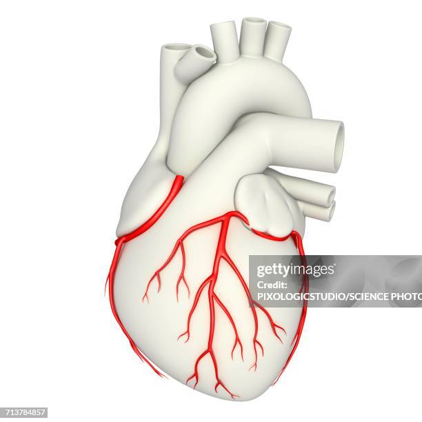 coronary arteries, illustration - menschliches herz stock-grafiken, -clipart, -cartoons und -symbole