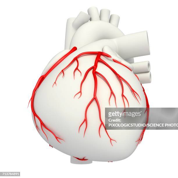 coronary arteries, illustration - coronary artery点のイラスト素材／クリップアート素材／マンガ素材／アイコン素材